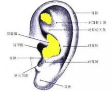 耳软骨可以垫鼻基底吗