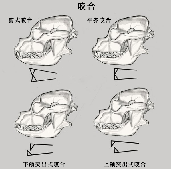 标准的牙齿咬合图片