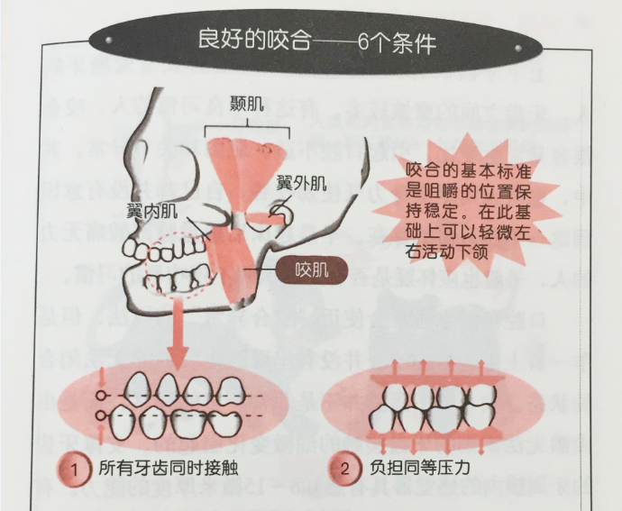 标准的牙齿咬合图片