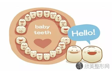 恒牙和乳牙的主要区别