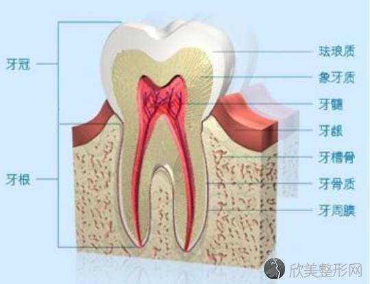 牙齿架构
