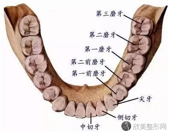 根管治疗为什么那么贵？