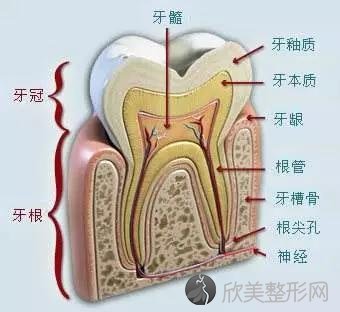 牙齿为什么会敏感？