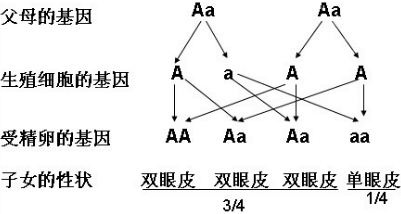 双眼皮是显性还是隐性