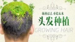 植发3000个毛囊多少钱？植发手术后多久长出新的头发？