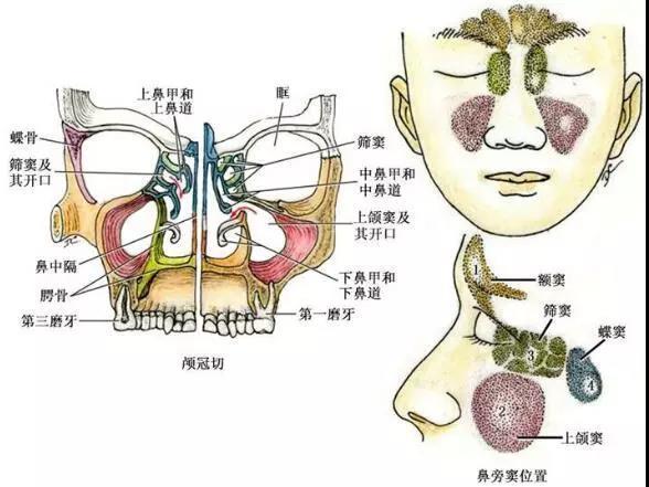 膨体隆鼻手术费用详解：价格范围、影响因素及收费表一览