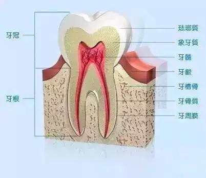温州医学院附属口腔医院正畸价目表，收费标准