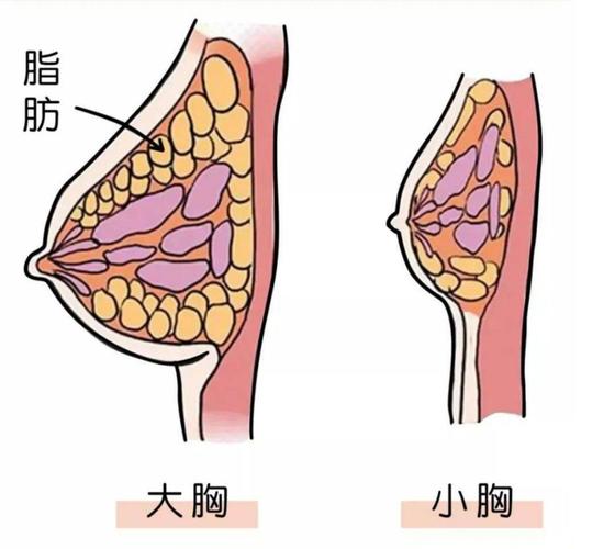 自体脂肪面部填充手术价格表：价格范围及影响因素详解，是否值得投资？